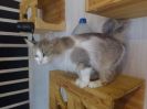 Frieda (5)